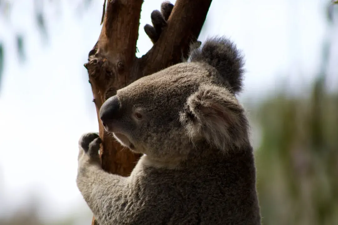 The Koala's Secret Weapon: A Chest Full of Stink (Image Credits: Unsplash)