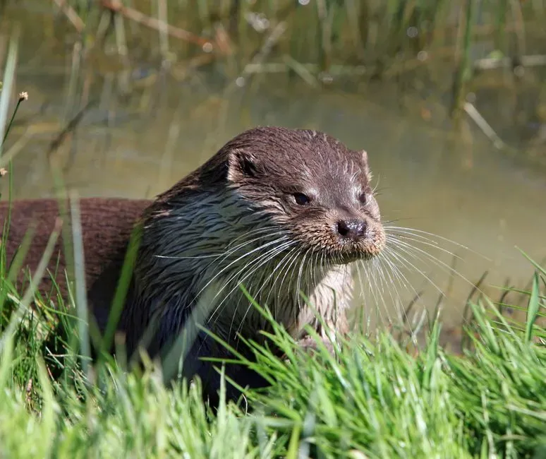 #4: Their Whiskers Are Precision Hunting Tools (Image Credits: Pexels)