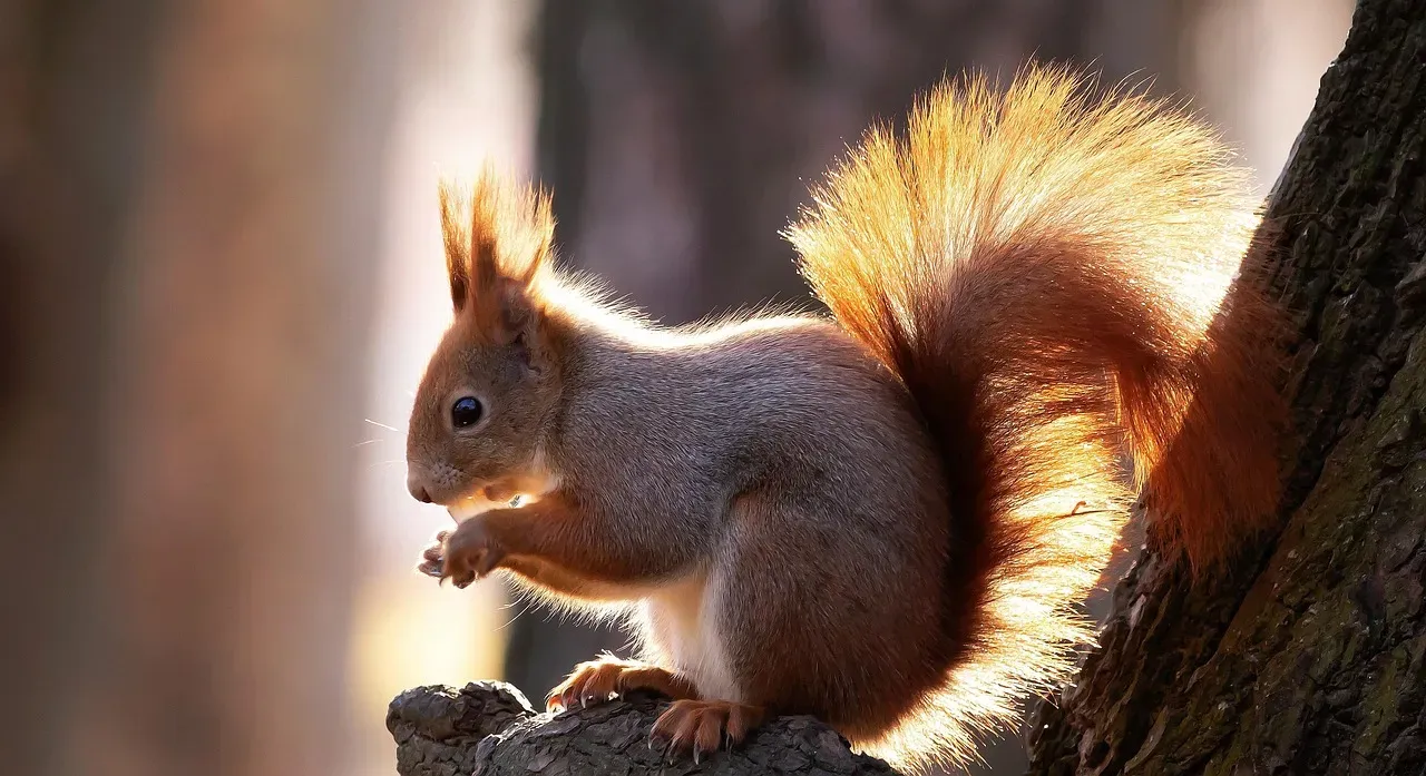 2. Developing Noticeably Bushier Tails (Image Credits: Pixabay)