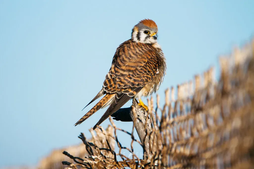 American Kestrel: The Pocket-Sized Predator (Image Credits: Flickr)