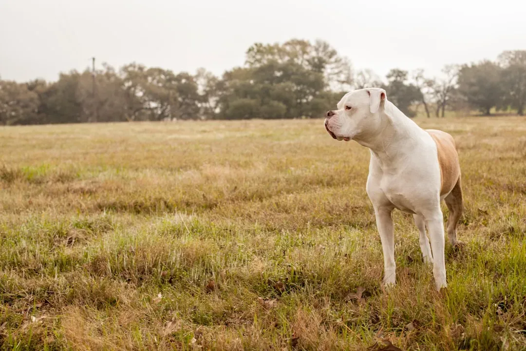 #10. American Bulldog (Image Credits: Unsplash)