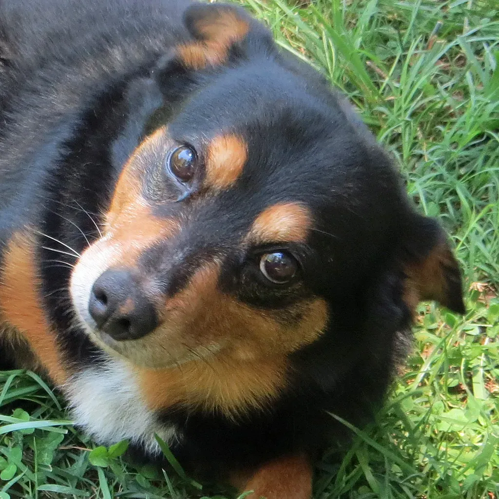Why Acting Fine Rarely Works with Your Dog (611catbirds, too, Flickr, CC BY 2.0)