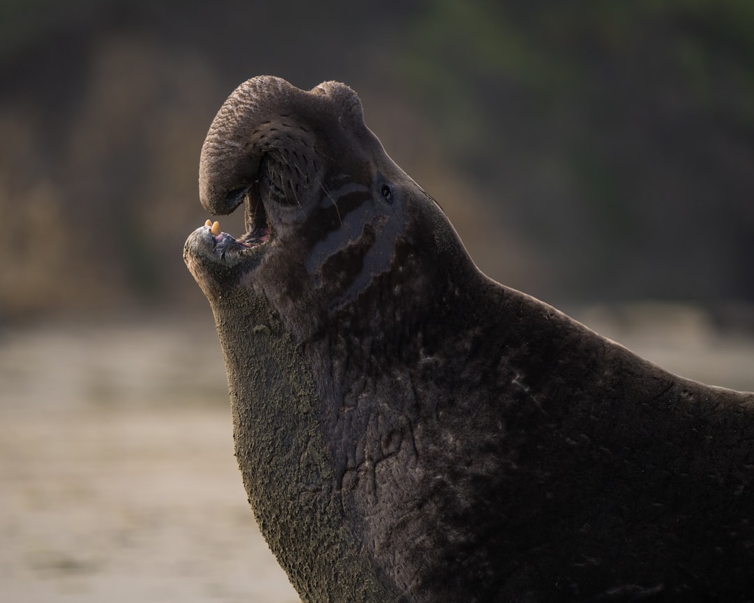 The World's Most Endangered Porpoise (Image Credits: Unsplash)