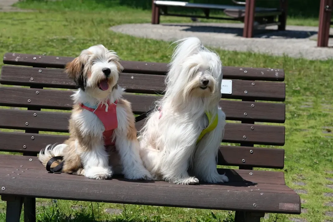 Shaving Double-Coated Breeds In Summer (Image Credits: Unsplash)