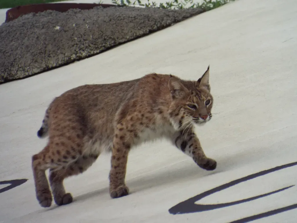 Texas: The Bobcat Bastion (gurdonark, Flickr, CC BY 2.0)