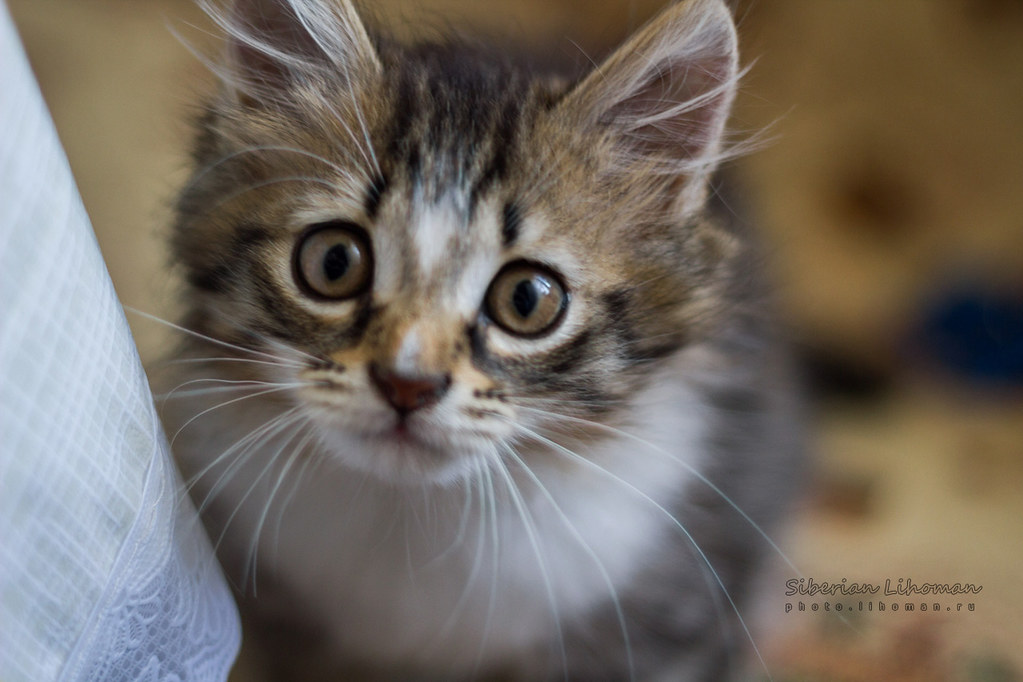 Cats - The Subtle Emotional Interpreters (Image Credits: Flickr)
