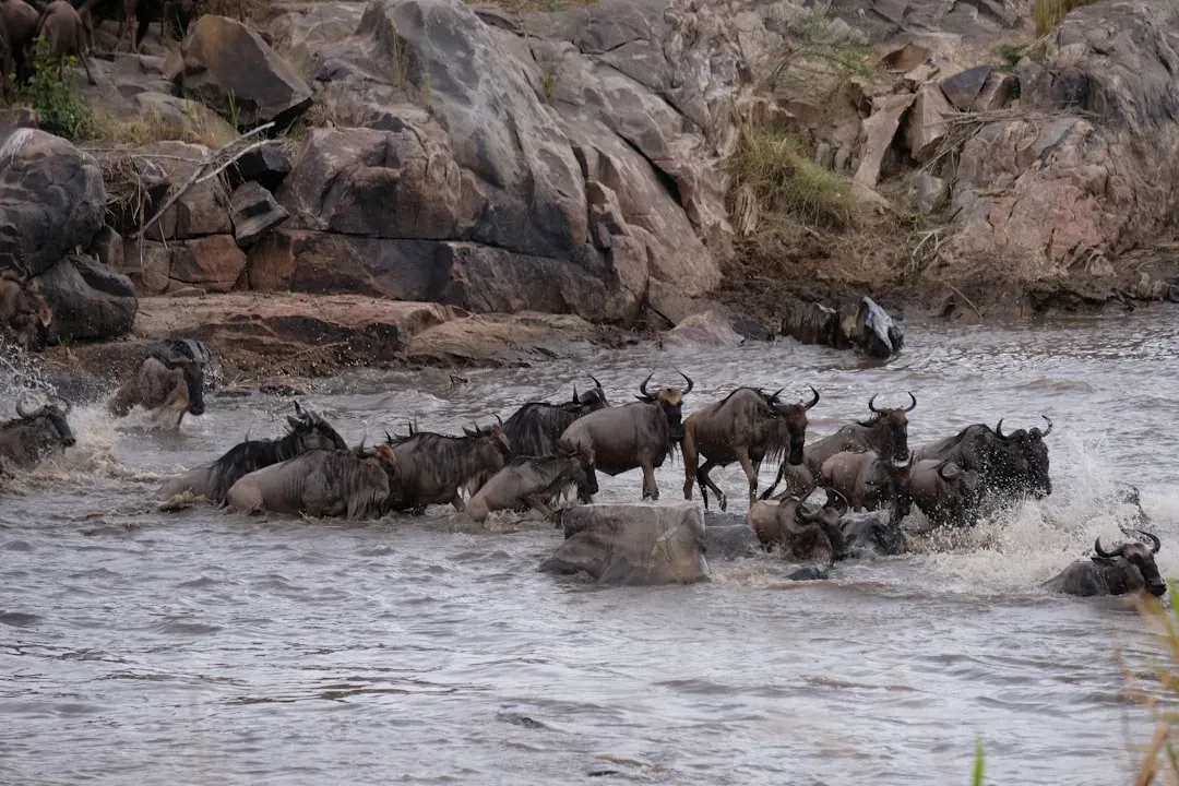 The Wildebeest Great Migration: A Living River of Instinct and Survival (Image Credits: Unsplash)