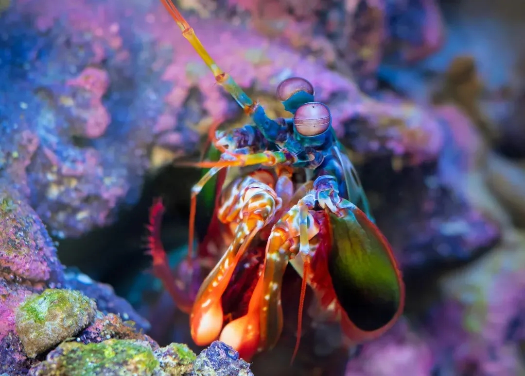 Mantis Shrimp: Seeing a Colorful World We Can&rsquo;t Even Imagine (Image Credits: Unsplash)