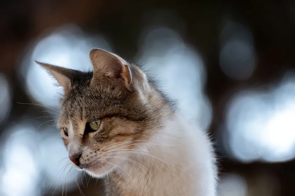 3. The Slow, Stalking Head Turn (Image Credits: Pexels)