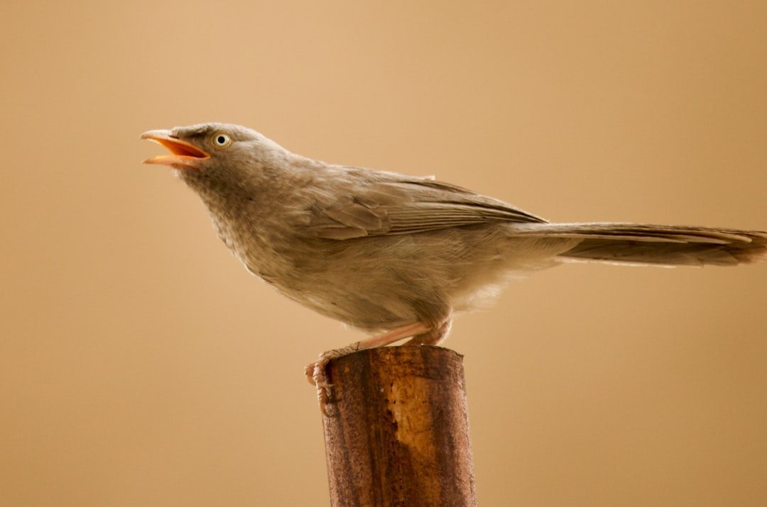 The Science Behind Bird Song Production (Image Credits: Unsplash)