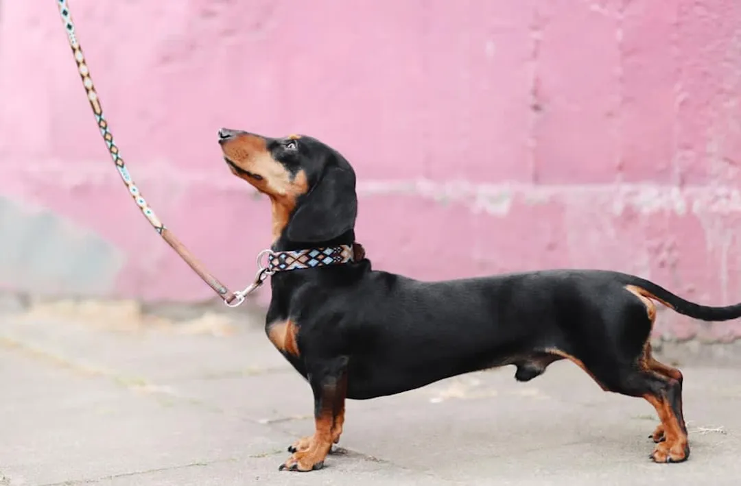 #13 - The Real Meaning of the Leash (Image Credits: Unsplash)