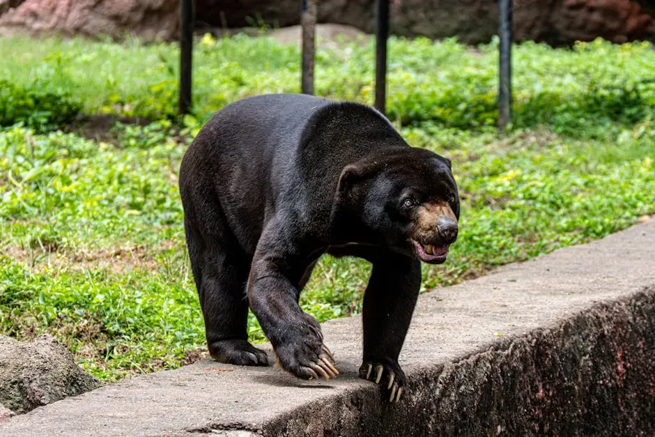 What To Do If the Bear Is Outside Trying To Get In (Image Credits: Pexels)
