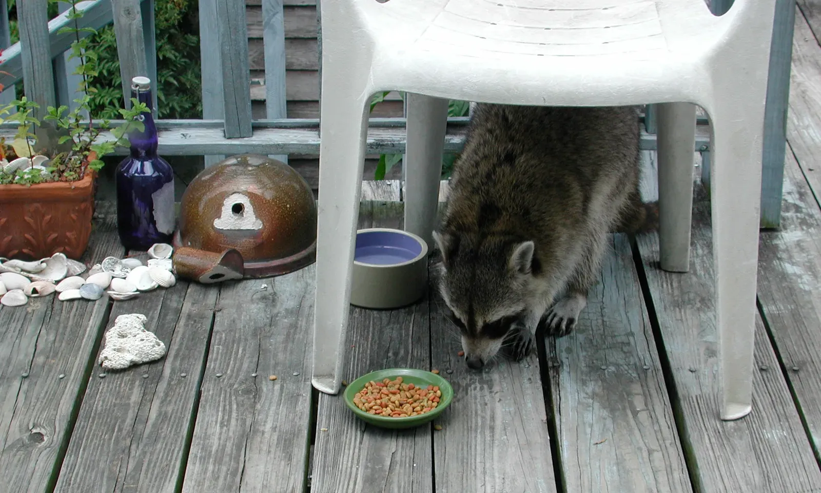 The Porch May Provide Shelter or a Safe Resting Spot (By Bart Everson, CC BY 2.0)