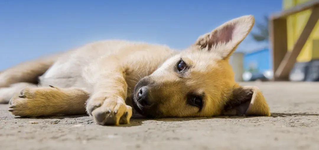 11. Canine Parvovirus Variants (Image Credits: Unsplash)