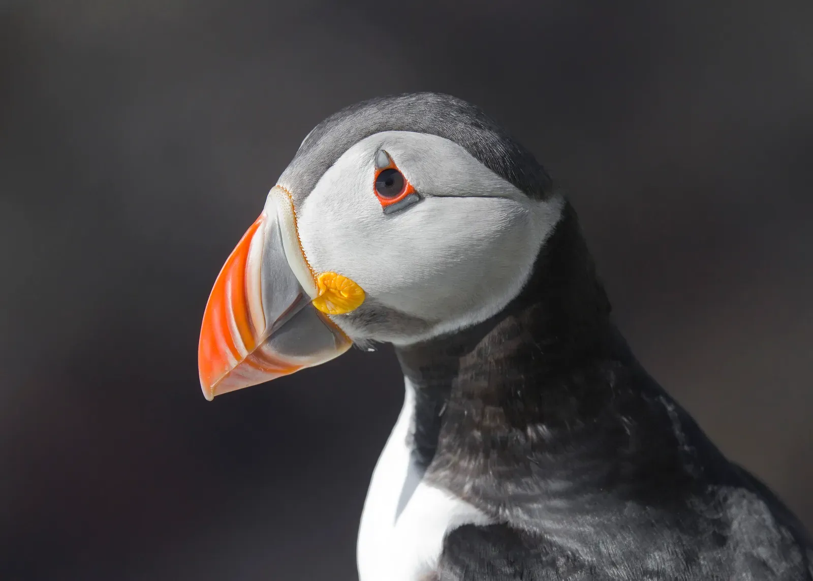 Atlantic Puffin: Sea Clown Serrations (Image Credits: Wikimedia)