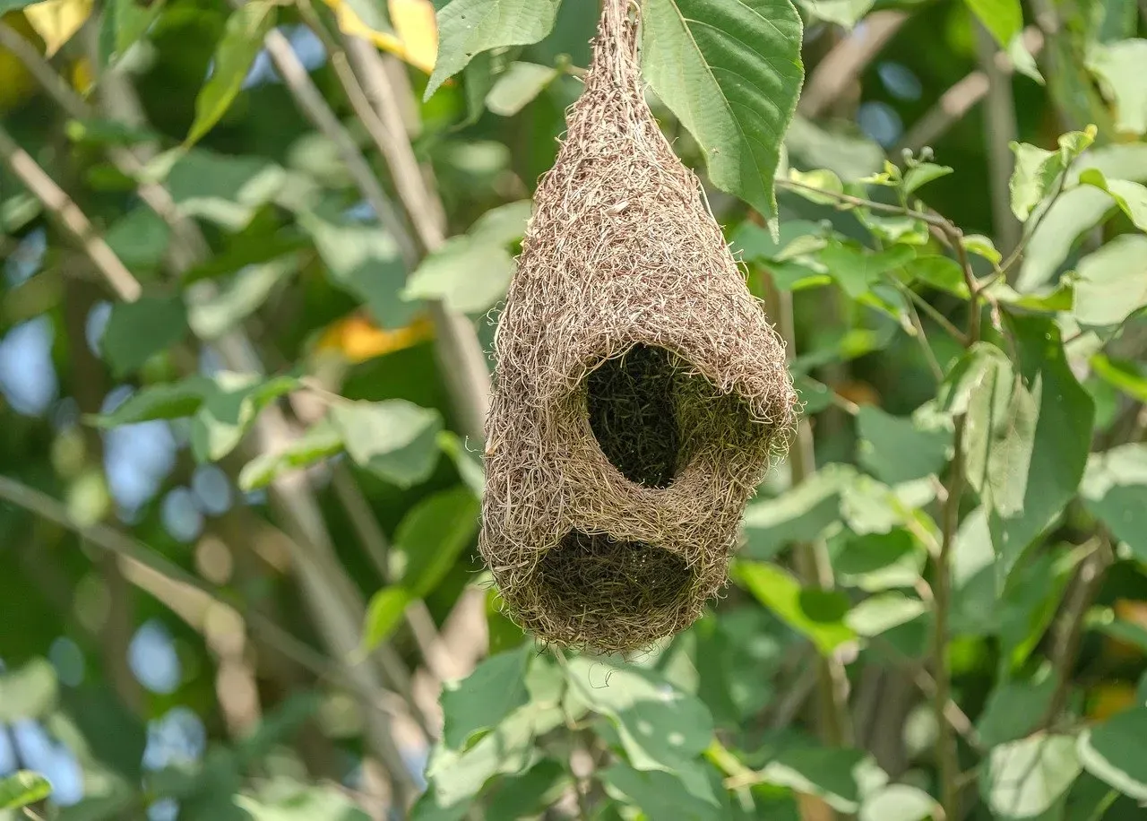 6. Baltimore Oriole's Woven Hanging Basket (Image Credits: Pixabay)