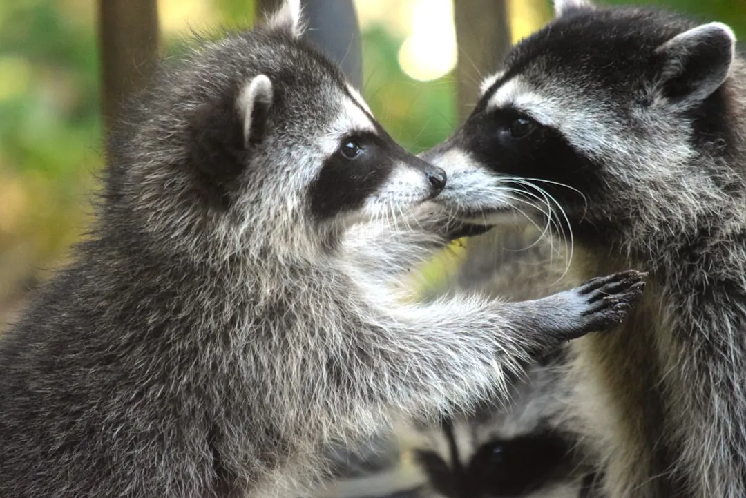 Gemini (May 21 – June 20): The Raccoon (Image Credits: Unsplash)