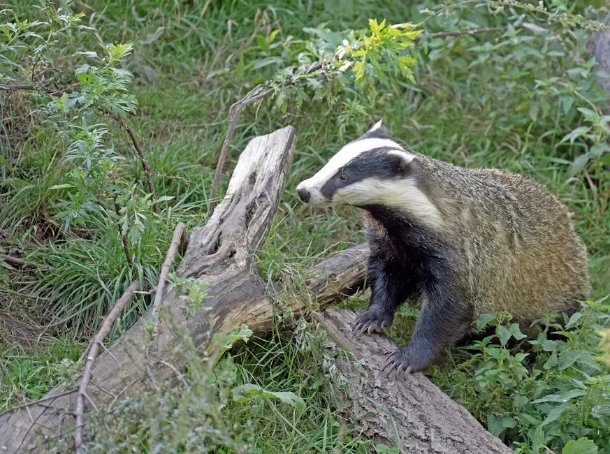 What Makes a State Good Badger Country (Image Credits: Pexels)
