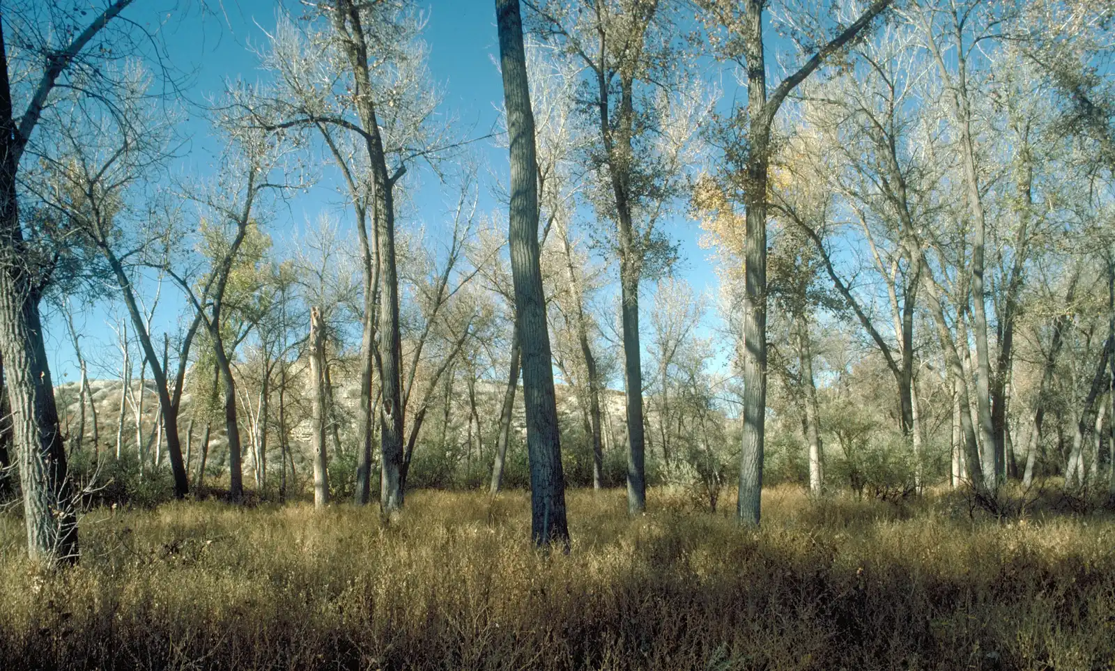 2. Eastern Cottonwood: The Riverside High-Rise (By Dave Powell, USDA Forest Service, Public domain)