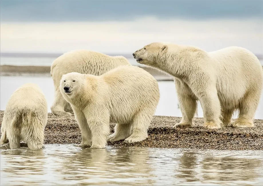 Wind, Temperature, and Moving Ice: The Weird Physics of Smell in the Arctic (Image Credits: Pexels)