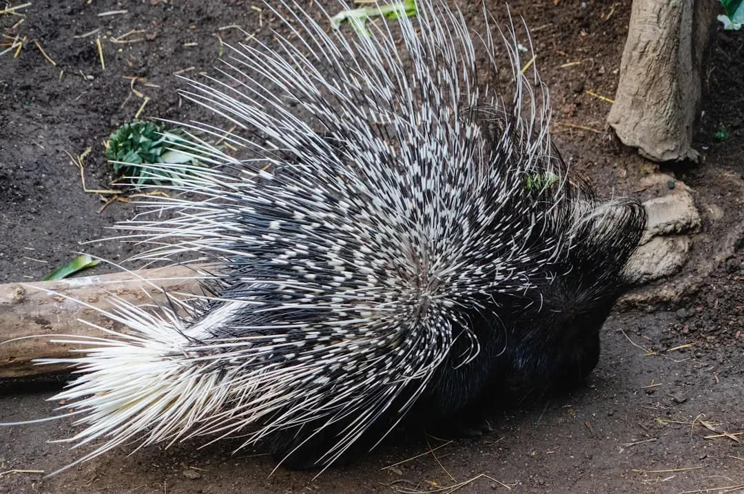 #2: Their Quills Are Engineered with Remarkable Precision (Image Credits: Unsplash)