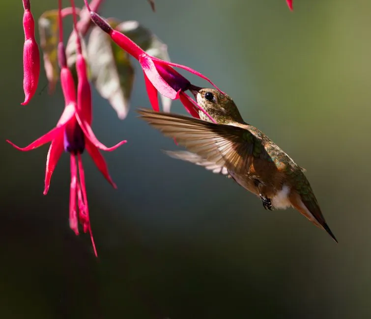 7 - Fuchsia (Fuchsia spp.) (Image Credits: Pexels)