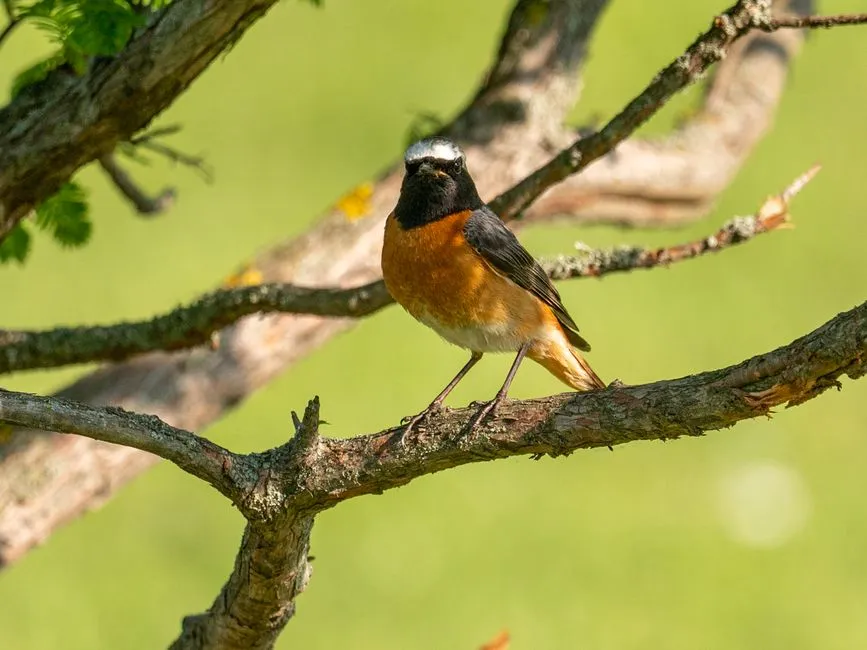#24 - Redstart: The Flash of Color That Rarely Uses Your Nest Box Now (Image Credits: Pexels)