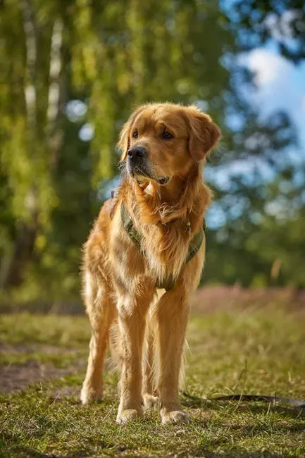 #4: The Golden Retriever (Image Credits: Pexels)