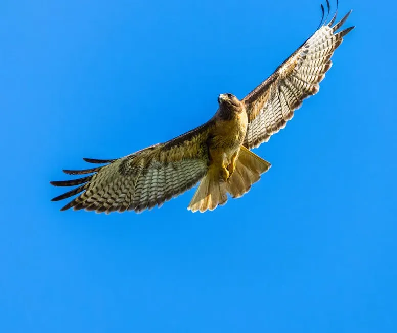 Common Flight Patterns in Hawks (Image Credits: Pexels)