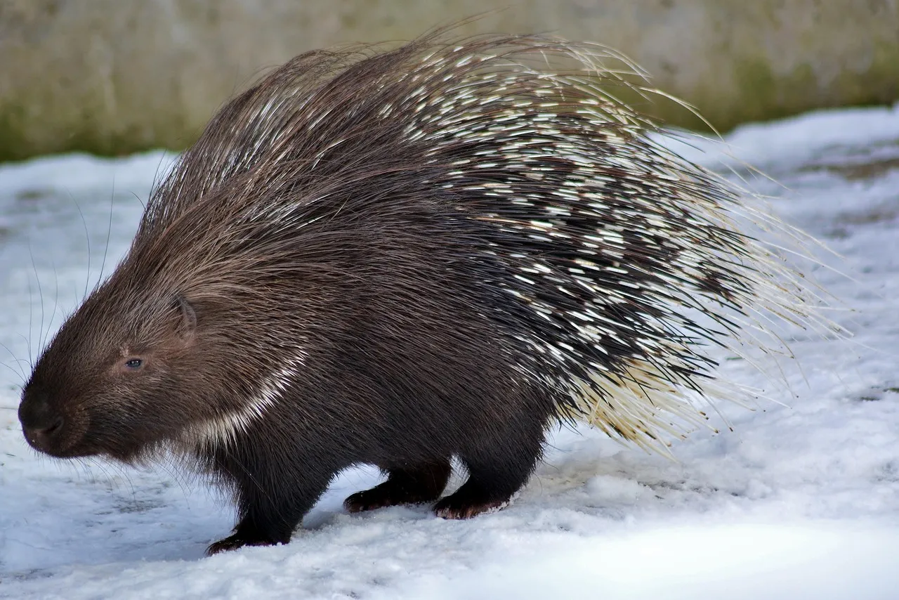 They Climb And Navigate With A Body Designed Around Quills (Image Credits: Pixabay)