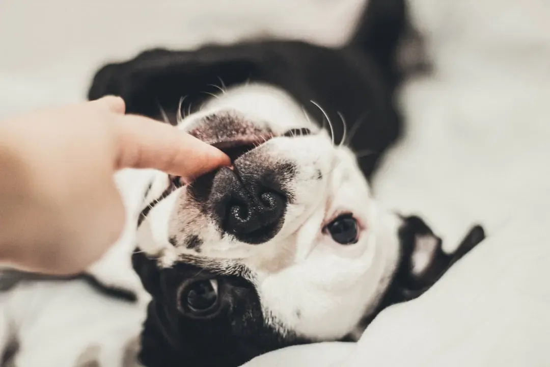 15. French Bulldog: The Social Butterfly With Separation Issues (Image Credits: Unsplash)