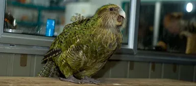 Their Population Stands at a Precarious 237 Birds (Image Credits: Wikimedia)