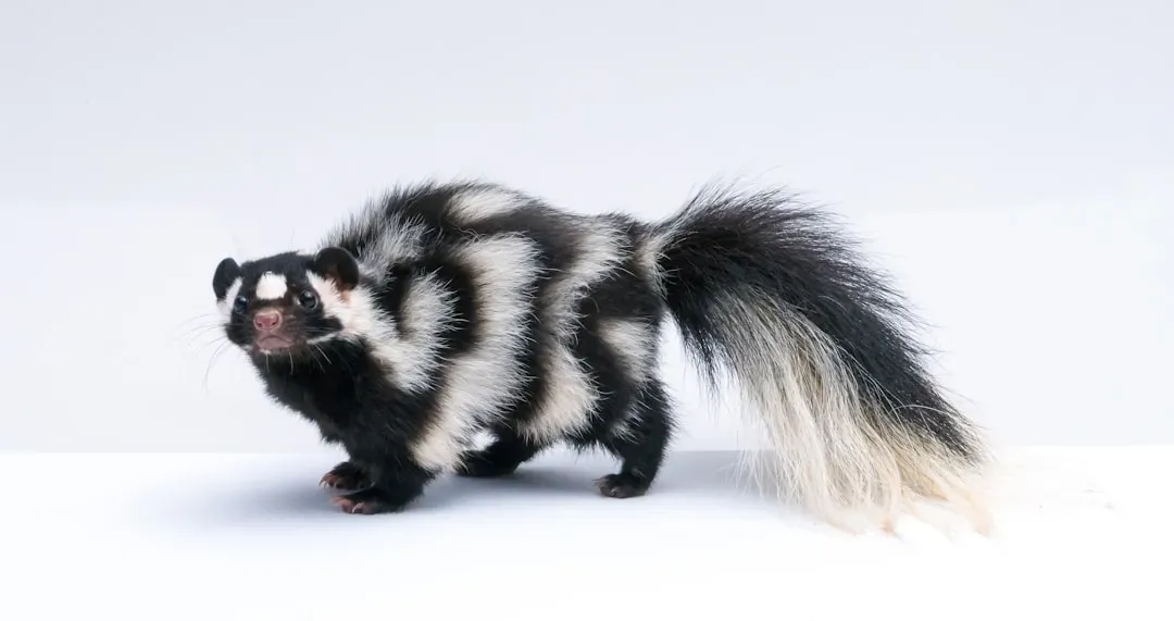 Striped Skunks: The Infamous Diggers (Image Credits: Unsplash)
