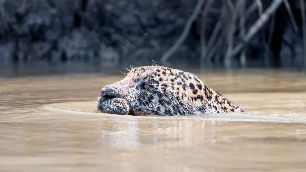Exceptional Swimming Prowess (Image Credits: Flickr)