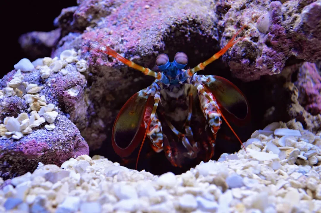 6. The Mantis Shrimp: The Punch That Breaks the Laws of Reality (Image Credits: Unsplash)