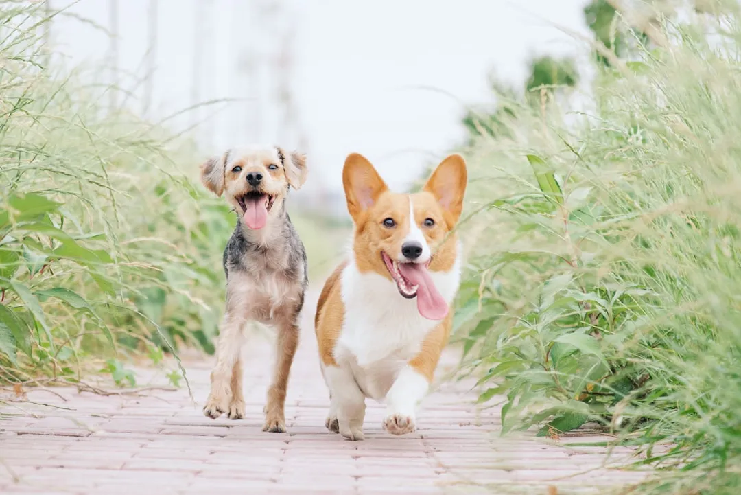 #1 - Choosing the "Cute" Breed Instead of the Right Breed (Image Credits: Unsplash)