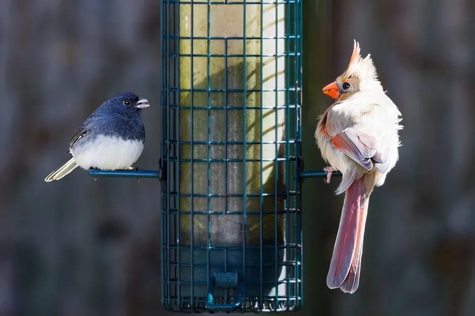 How Backyard Observers Can Interpret the Scenes (Image Credits: Pexels)
