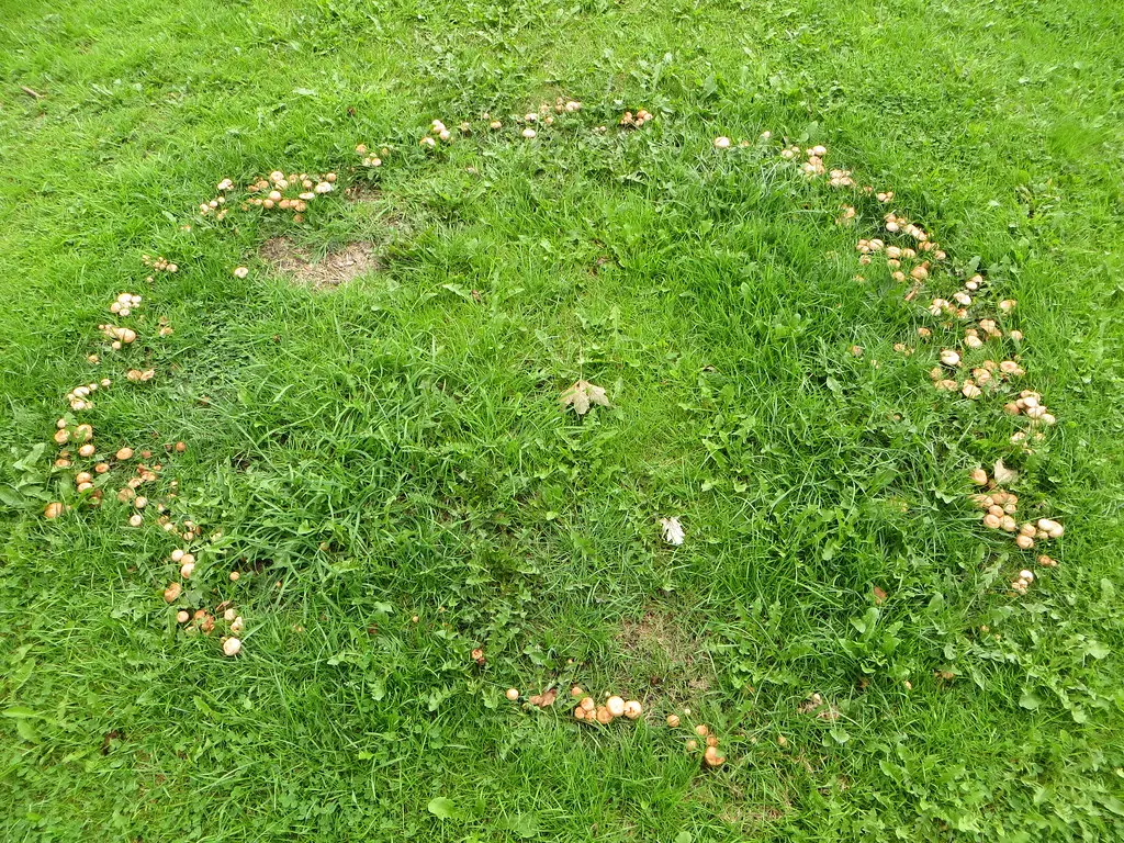 Impact on Lawns and Gardens (Lukas Large, Flickr, CC BY-SA 2.0)