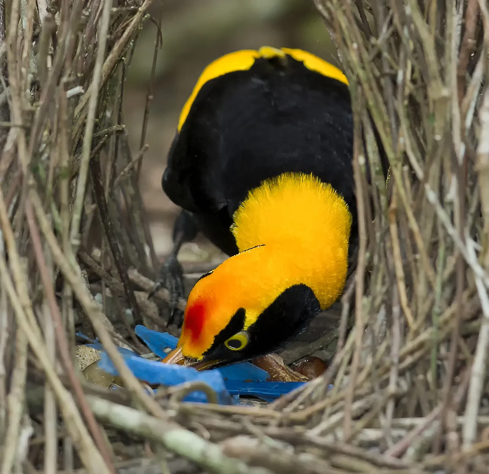 The Bowerbird: Nature's Master Decorator (Image Credits: Wikimedia)