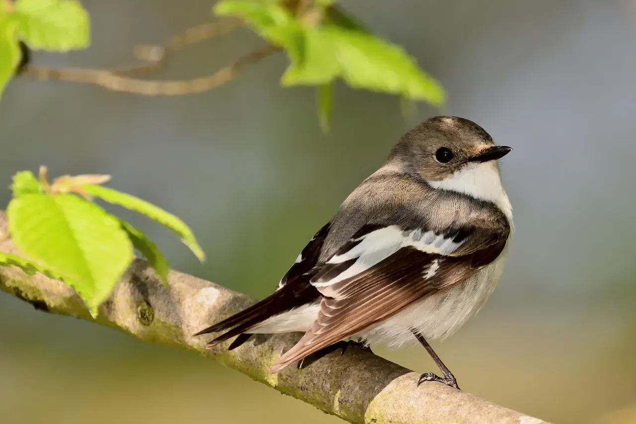 Learned, Not Instinctive: The Surprising Truth About How Birds Acquire Their Songs (Image Credits: Pixabay)