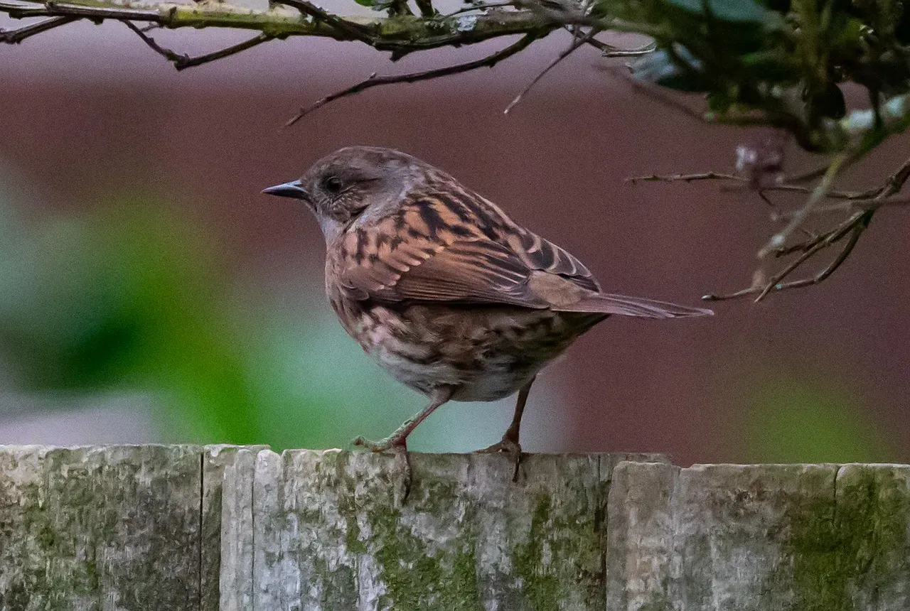 #7 - Dunnock: The Bird Nobody Noticed Until It Was Gone (Image Credits: Pixabay)