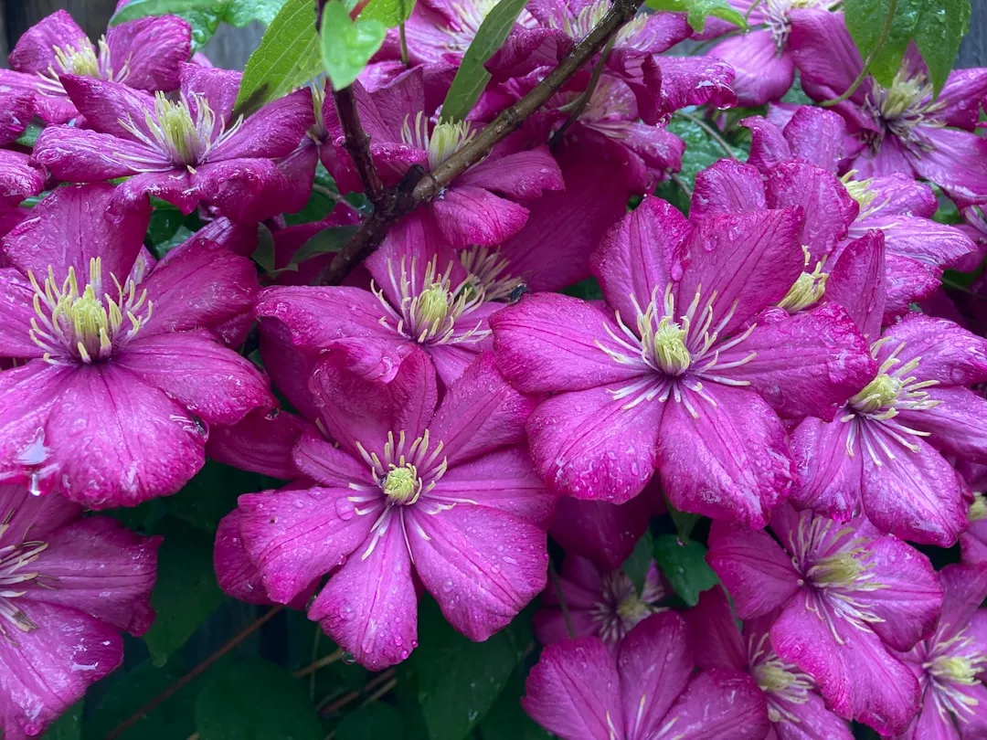 #11 - Clematis: The Climber They Thought Was "Too Fussy" (Image Credits: Unsplash)