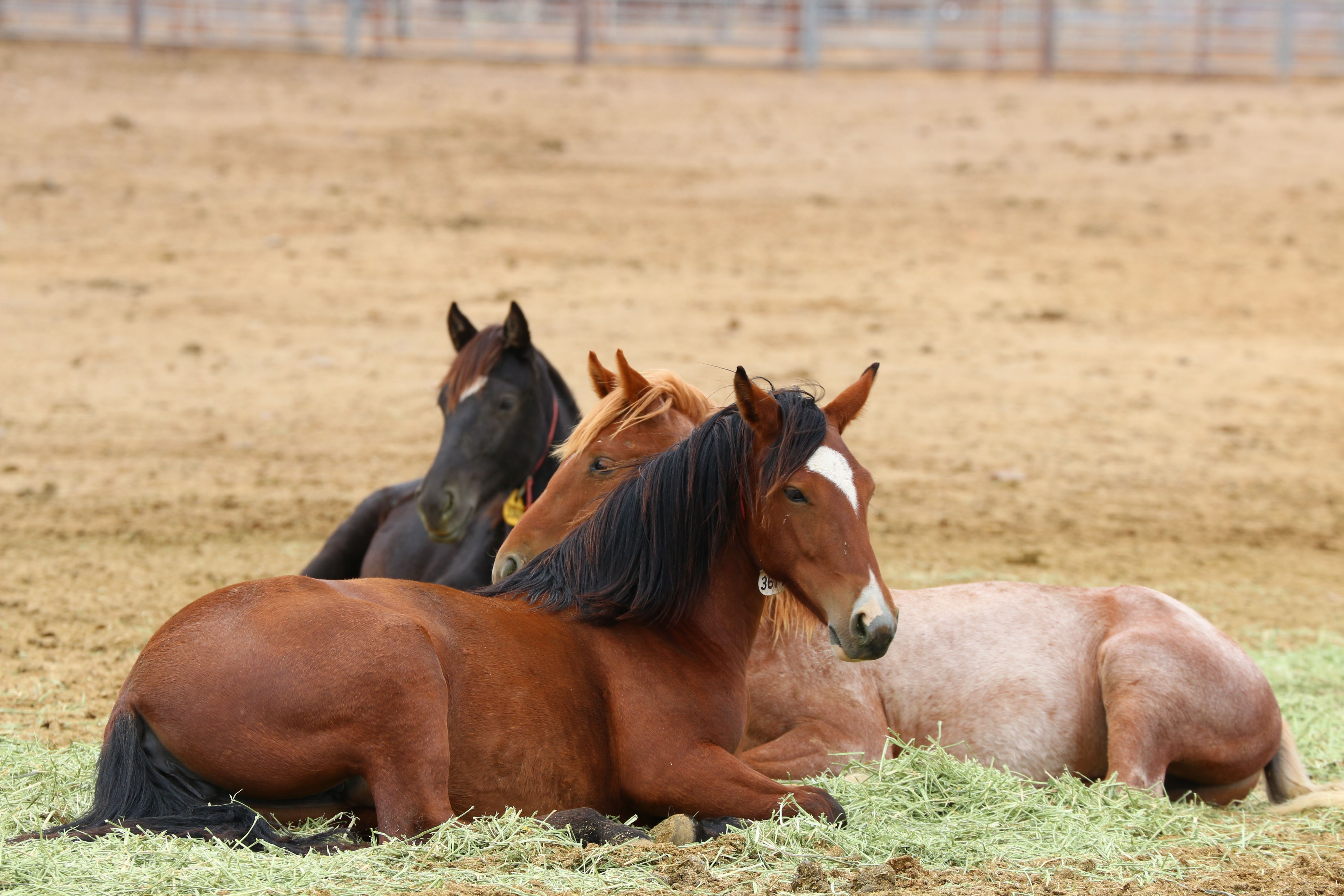 #9: They Display Relaxed Body Language (Image Credits: Wikimedia)