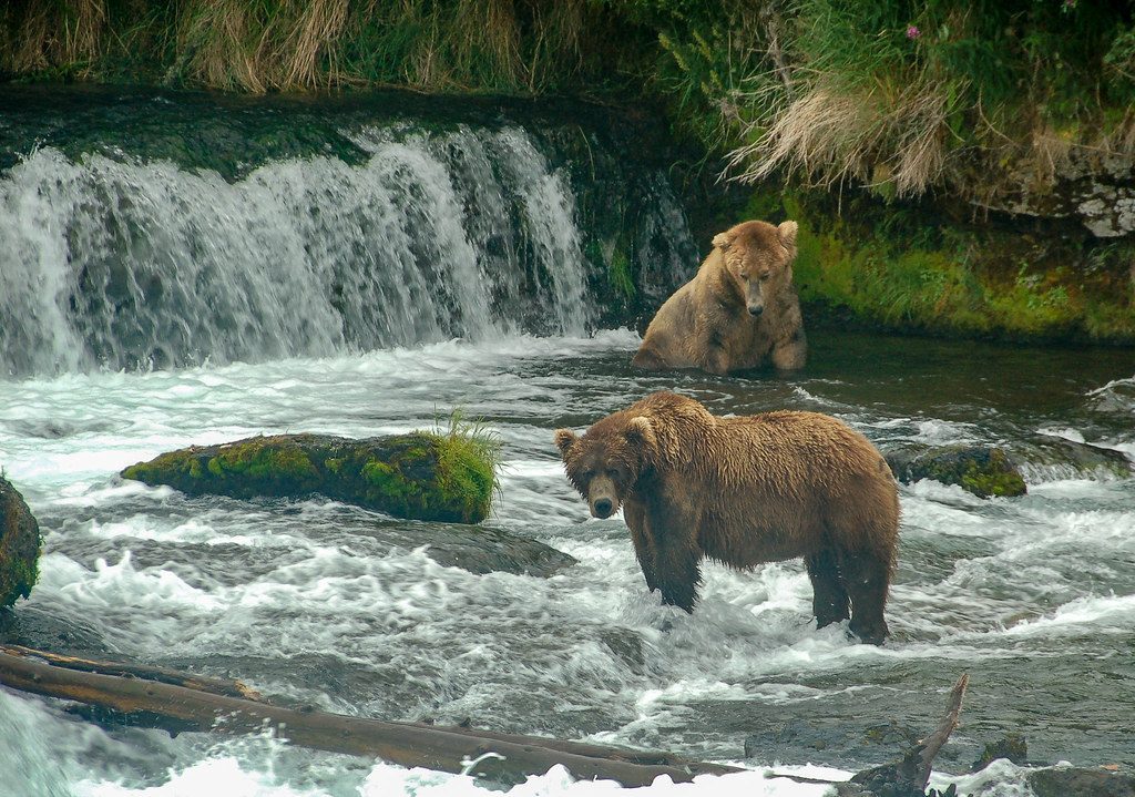 Katmai National Park - Alaska's Brown Bear Capital (Image Credits: Flickr)