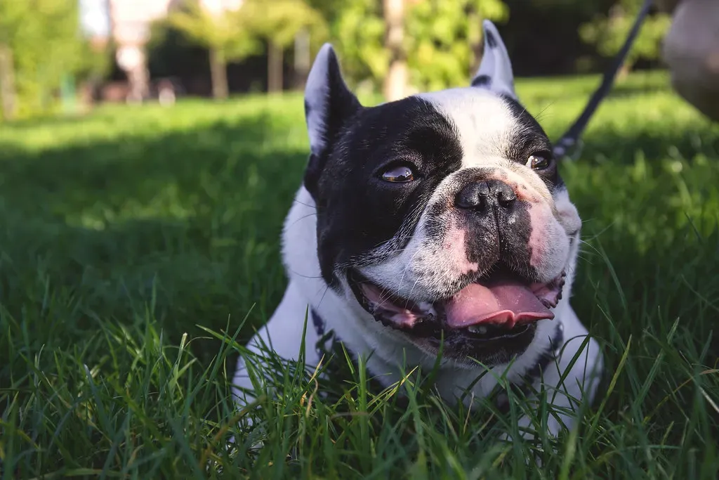Why Choose a Loyal Breed? (Image Credits: Flickr)