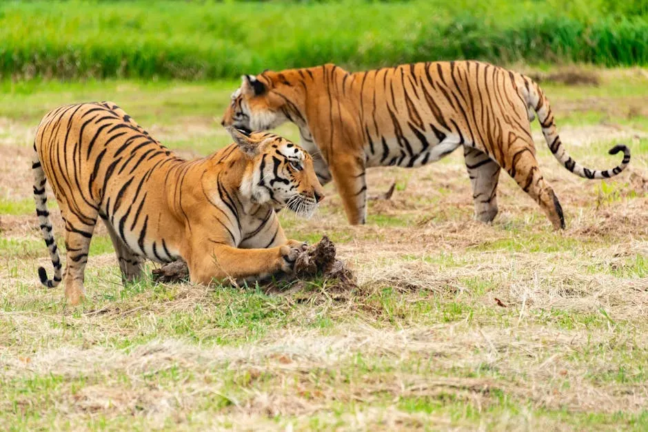 They Are Masters of the Stalk-and-Ambush Hunt, Alone (Image Credits: Pexels)