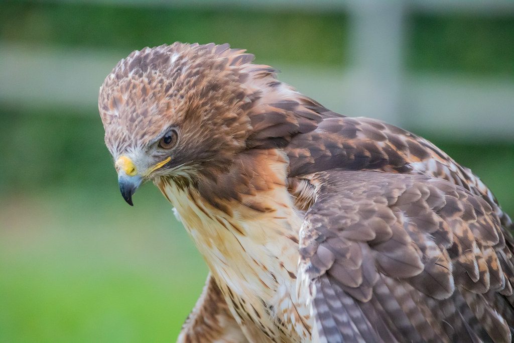 The Hawk: Spiritual Messenger and Protector (Image Credits: Flickr)