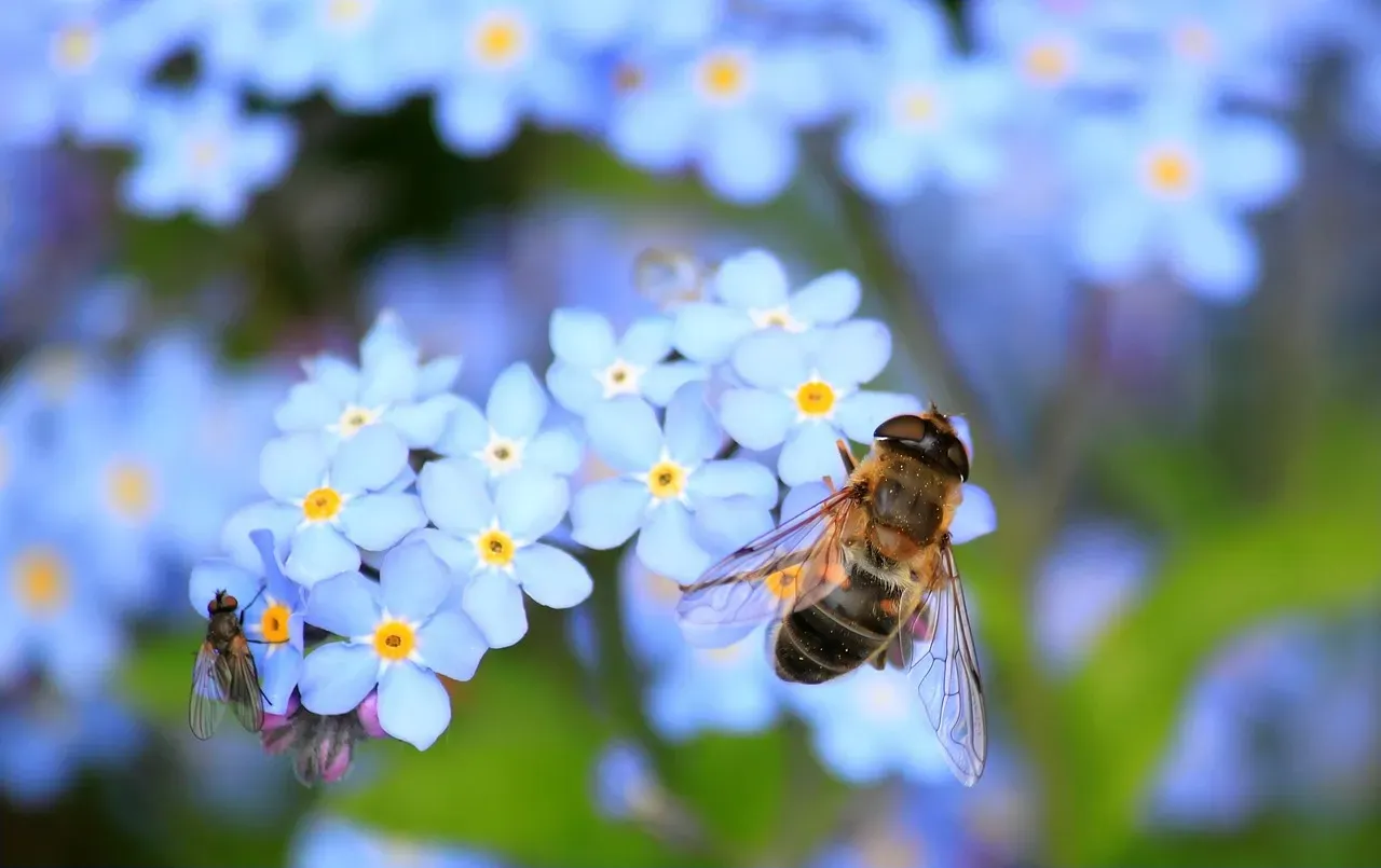 Why Flies Often Outshine Bees (Image Credits: Pixabay)