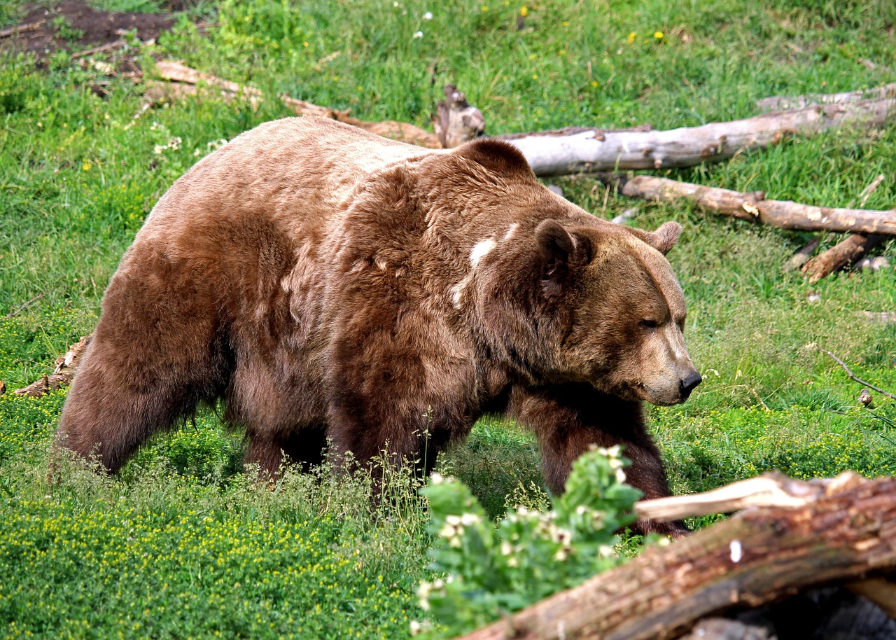 The Numbers Game: Just How Dangerous Are Bears Really? (Image Credits: Pixabay)