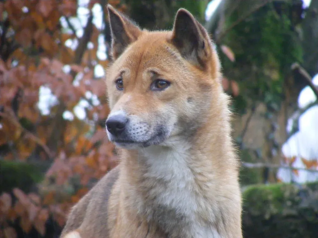 7. The New Guinea Singing Dog - The Dog That Doesn't Bark (Marie Hale, Flickr, CC BY 2.0)
